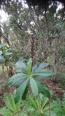 Digitalis canariensis