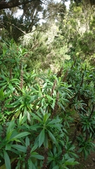 Digitalis canariensis