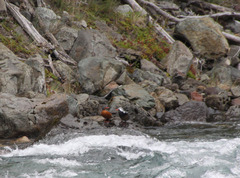 Merganetta armata armata