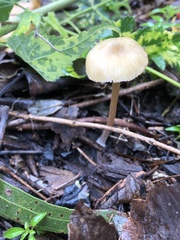 Tubariaceae