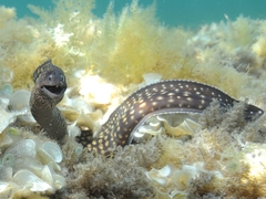 Moray Eel photo 5