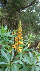 Digitalis canariensis