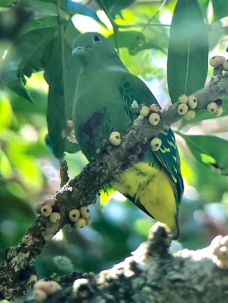 Dwarf Fruit-Dove photo