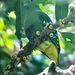 Dwarf Fruit Dove - Photo (c) Jay VanderGaast, some rights reserved (CC BY-NC-ND), uploaded by Jay VanderGaast