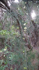 Asparagus umbellatus