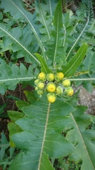 Sonchus congestus