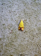 Gymnobathra flavidella