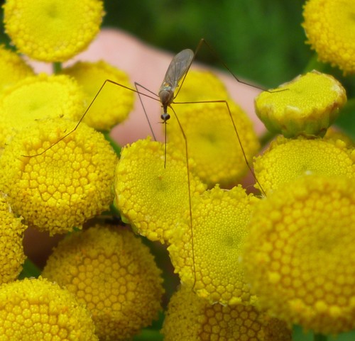 Toxorhina magna photo 5