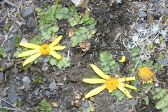 Senecio condimentarius