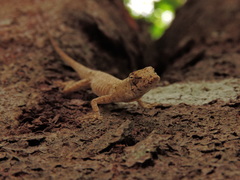 Anolis ustus