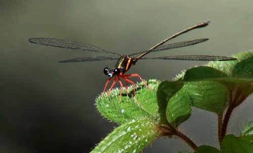 Argiolestes sidonia