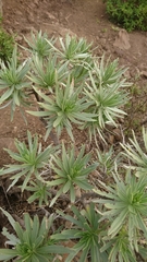 Echium aculeatum
