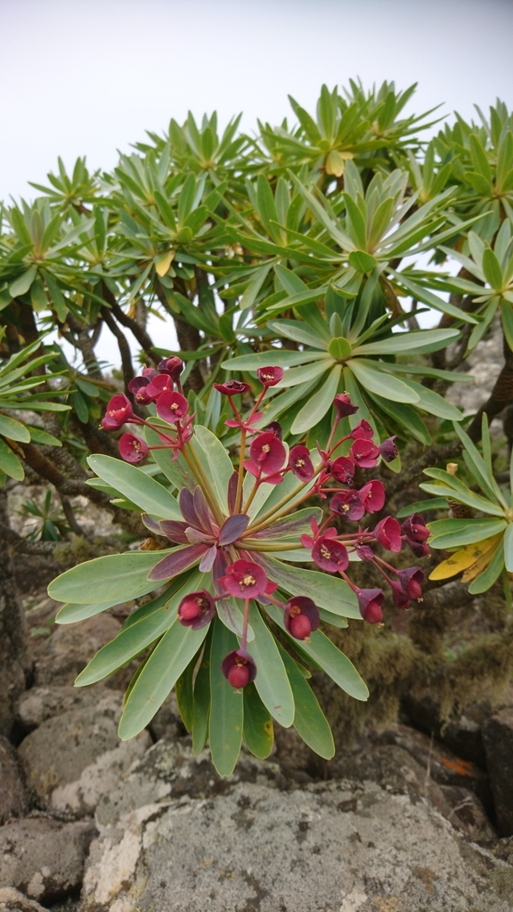 Euphorbia atropurpurea