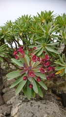 Euphorbia atropurpurea