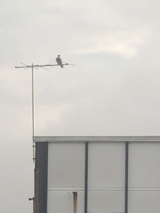 Falco peregrinus