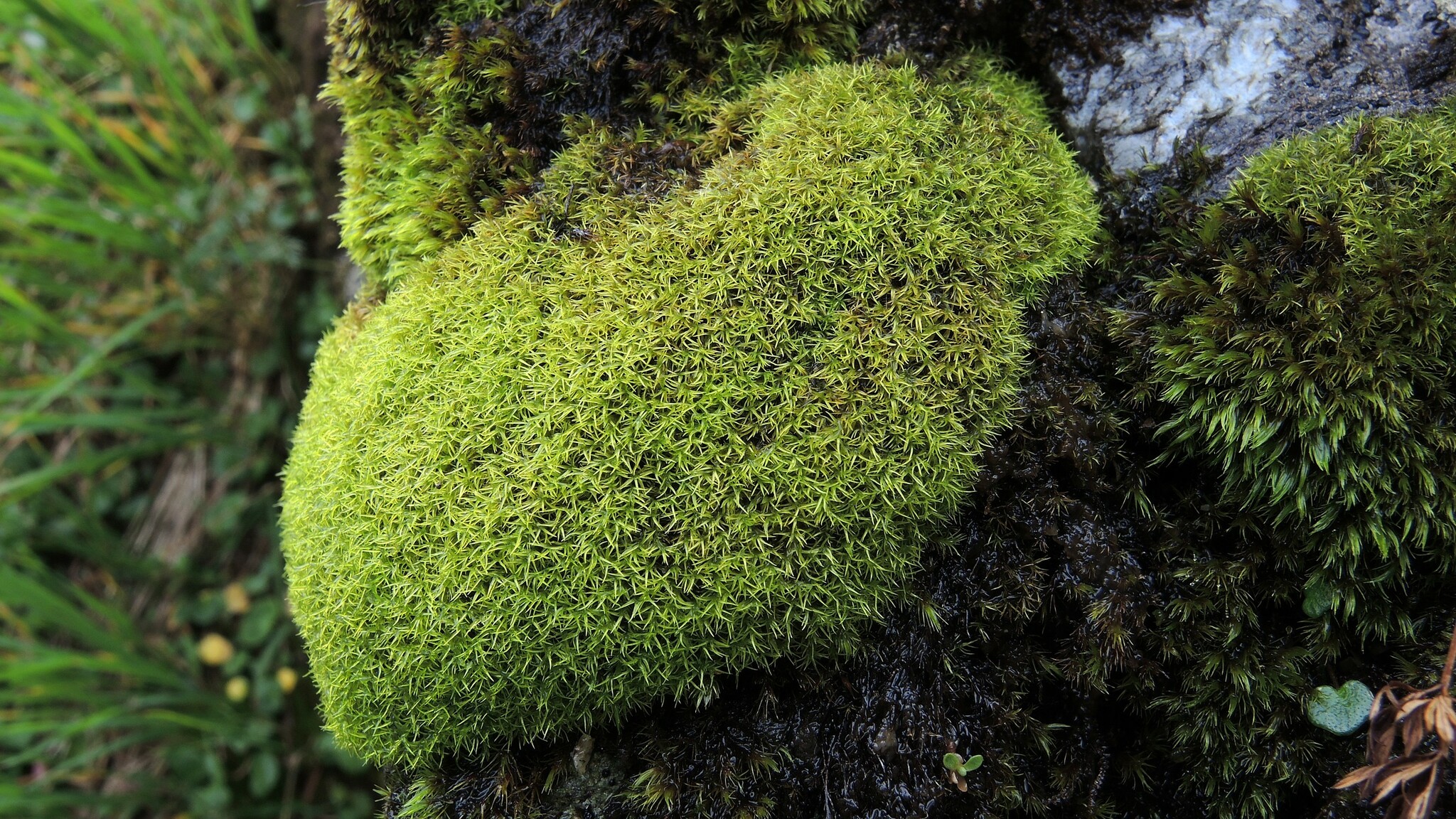 Amphidium mougeotii