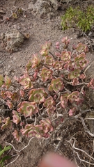 Aeonium haworthii