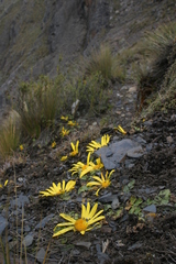 Senecio condimentarius