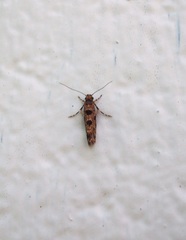 Parochmastis hilderi