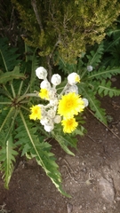 Sonchus acaulis