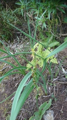 Habenaria tridactylites