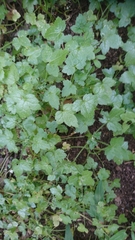 Drusa glandulosa