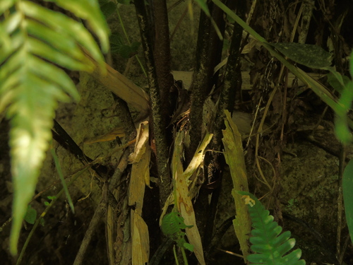 Gymnosphaera gigantea observed 2023-07-11