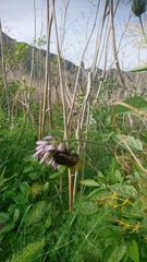 Bombus terrestris canariensis
