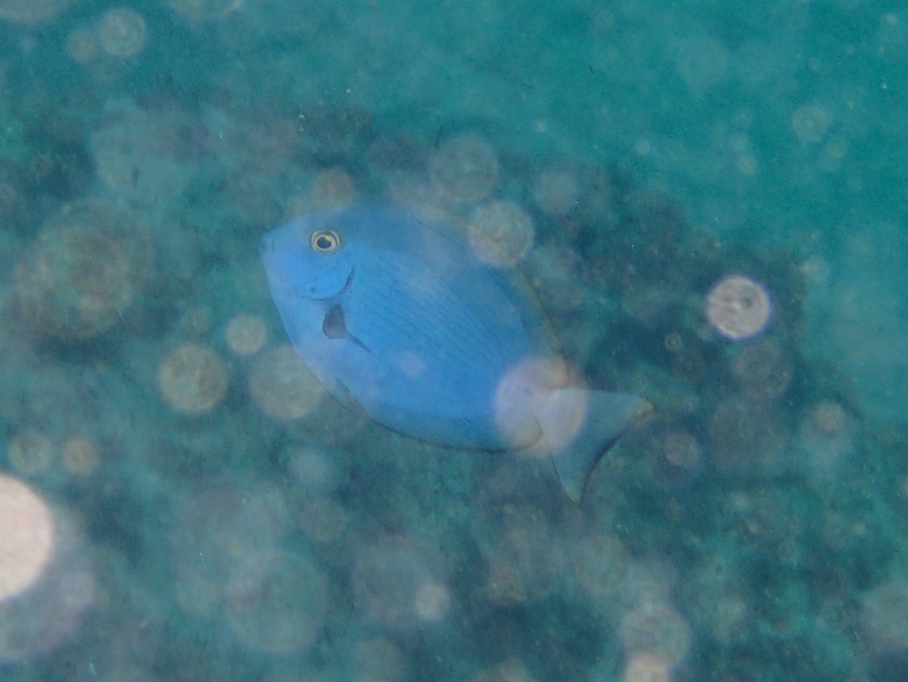 Blue-lined surgeonfish