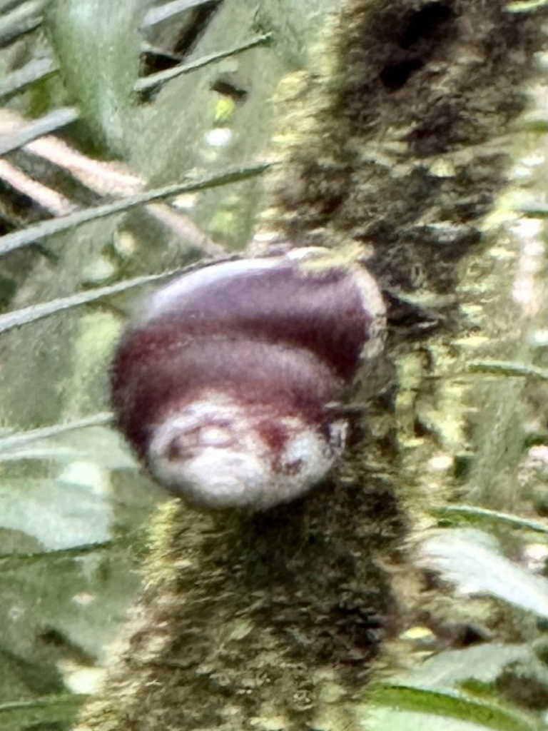 Polydontes luquillensis