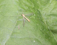 Nephrotoma macrocera