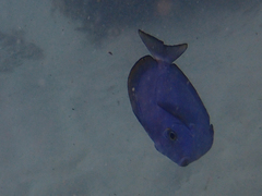 Acanthurus mata