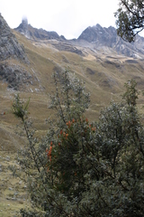 Tristerix longibracteatus