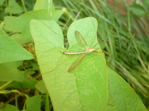 Nephrotoma tenuis