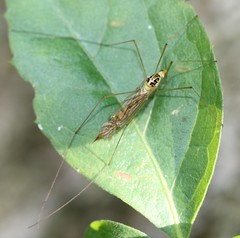 Nephrotoma virescens