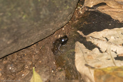 Mannophryne trinitatis