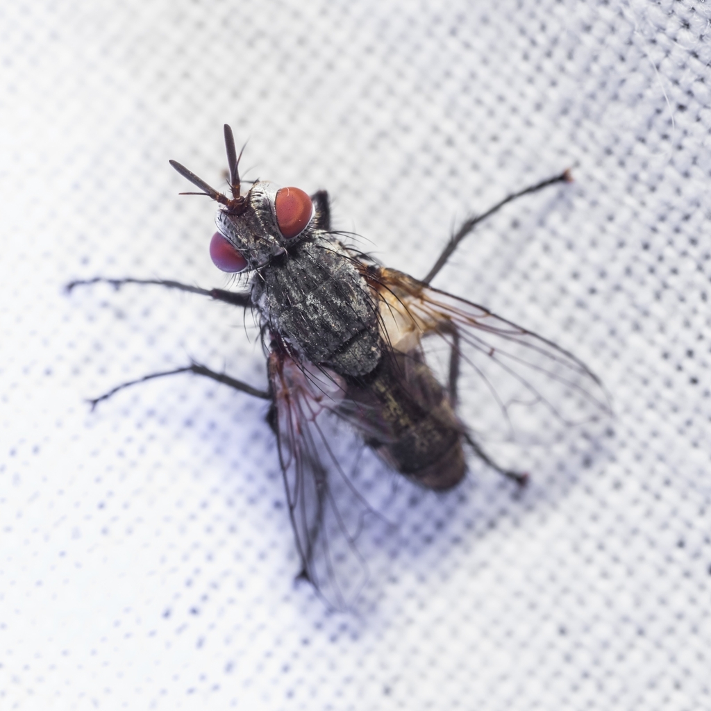 Istocheta longicornis
