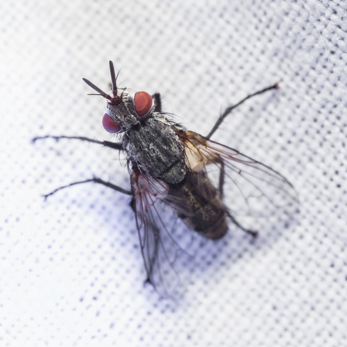 Istocheta longicornis