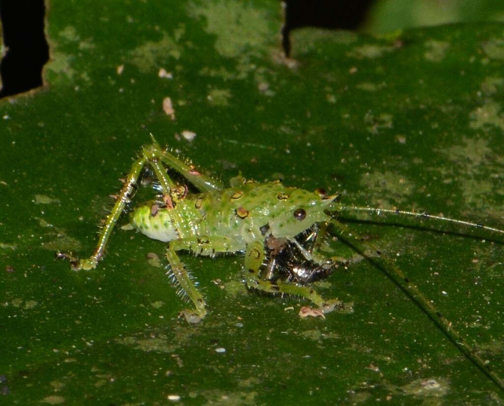 Loboscelis pilipes