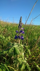 Lupinus pilosus