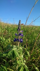 Lupinus pilosus