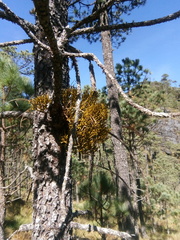 Arceuthobium globosum