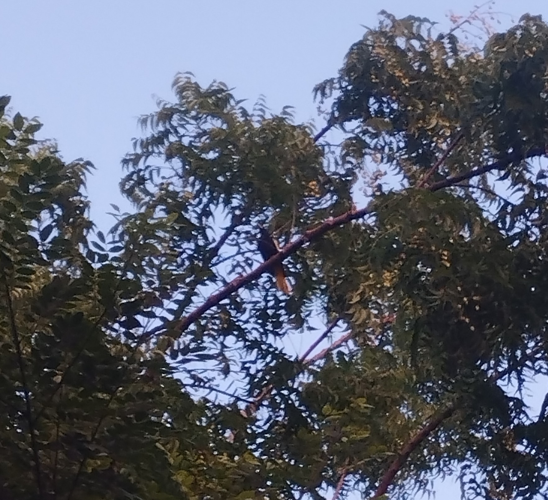 Yellow-winged Cacique illustration