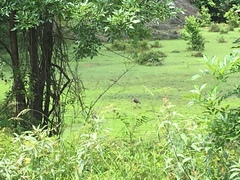 Plegadis falcinellus