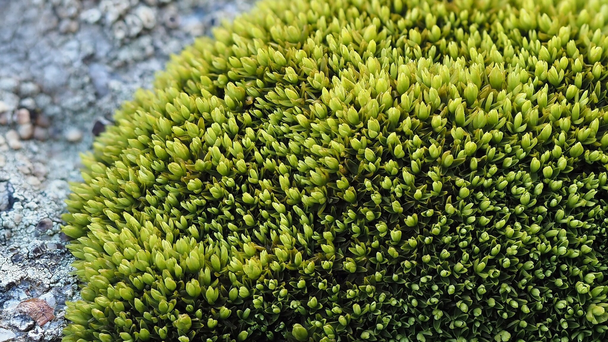 Grimmia mollis