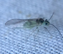 Stenopsocus immaculatus