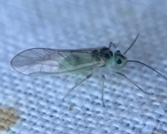 Stenopsocus immaculatus