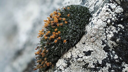 Grimmia reflexidens