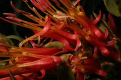 Tristerix longibracteatus
