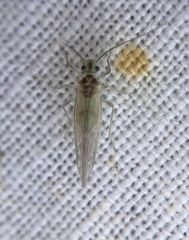 Stenopsocus immaculatus